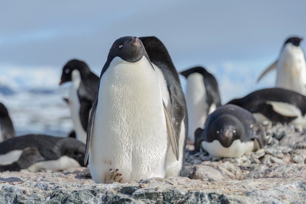 Pingüino Adelia en la playa