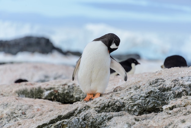 Pingüino Adelia yendo a la playa en la Antártida