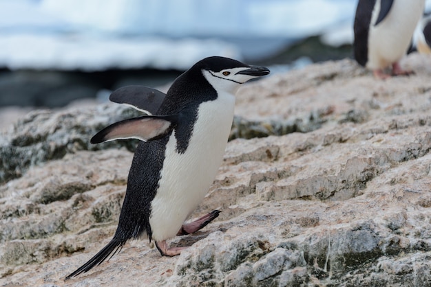 Pingüino Adelia yendo a la playa en la Antártida