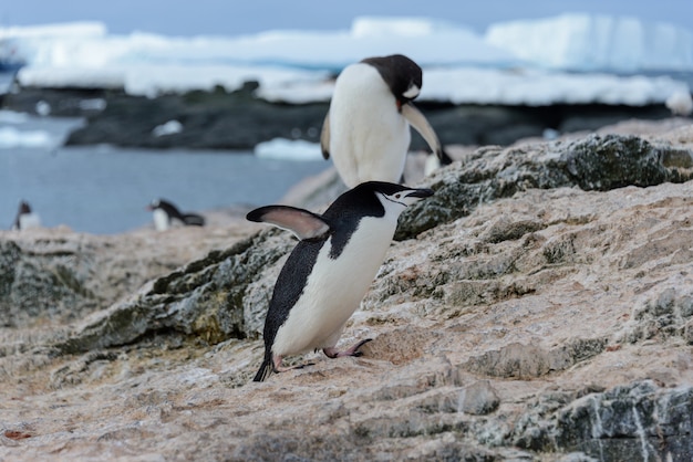 Pingüino Adelia yendo a la playa en la Antártida