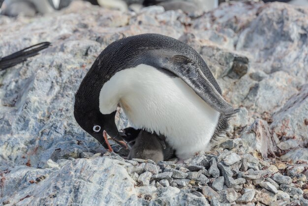Pingüino Adelie en nido con pollito