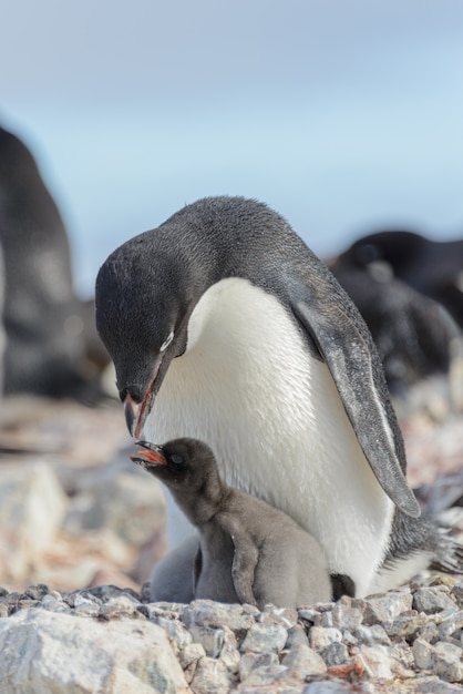 Pingüino Adelie en nido con pollito