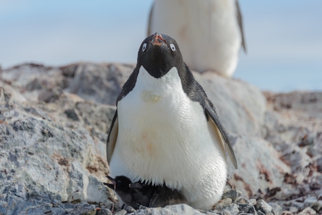 Pingüino Adelie en nido con pollito