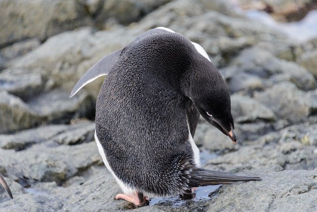 Pingüino Adelie de pie en la playa en la Antártida