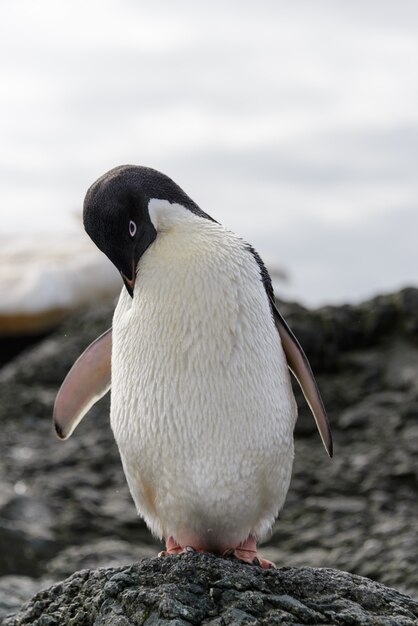 Pingüino Adelie de pie en la playa en la Antártida