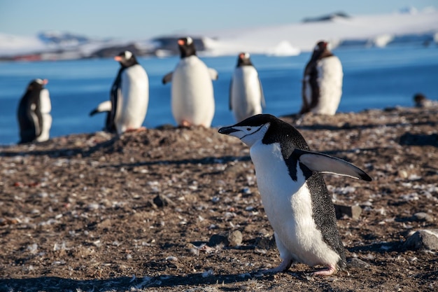 Pingüino de barbijo corriendo entre papúa en la costa Antártida Islas Shetland del Sur