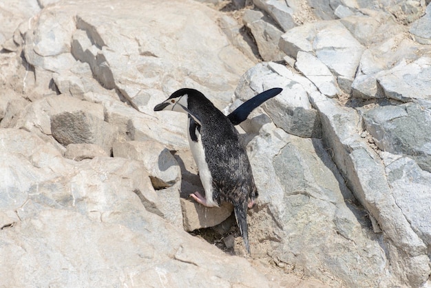 Pingüino de barbijo escalada en roca en la Antártida