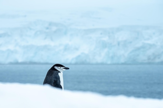 Pingüino de barbijo en el hielo a la luz del día en la Antártida con un fondo borroso