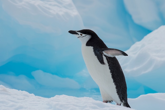 Pingüino de barbijo en el hielo