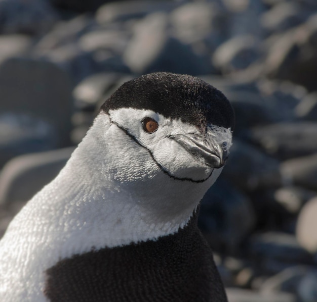 Pingüino de barbijo Isla Paulet Antártida