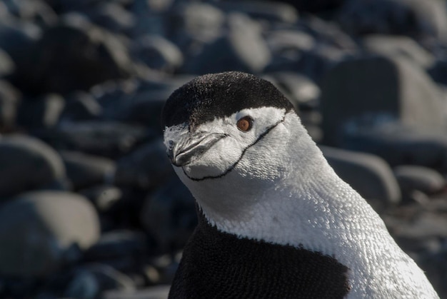 Pingüino de barbijo Isla Paulet Antártida