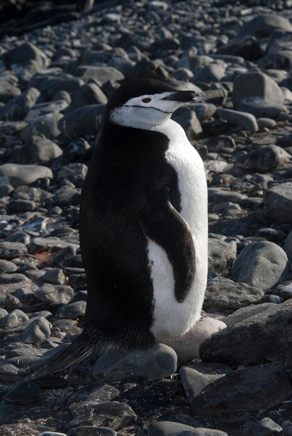 Foto pingüino de barbijo isla paulet antártida