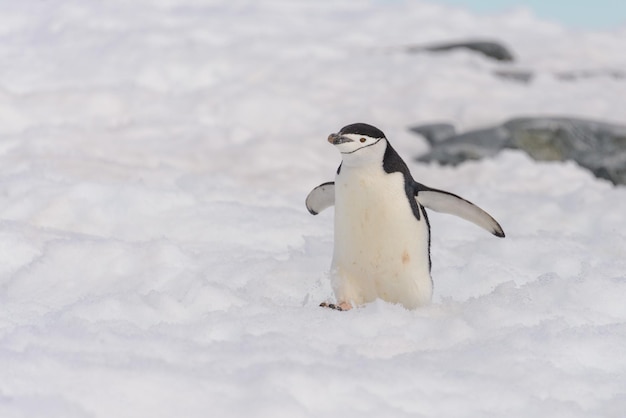 Pingüino de barbijo en la nieve en la Antártida