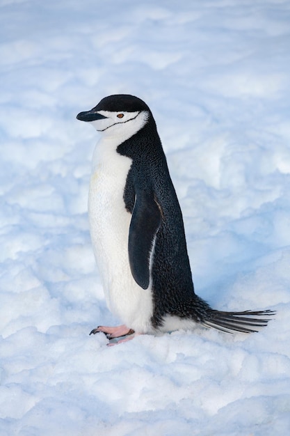 Pingüino de barbijo Península Antártica La Antártida