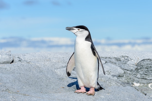 Pingüino de barbijo en la playa en la Antártida