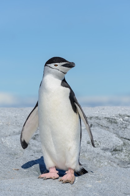 Pingüino de barbijo en la playa en la Antártida