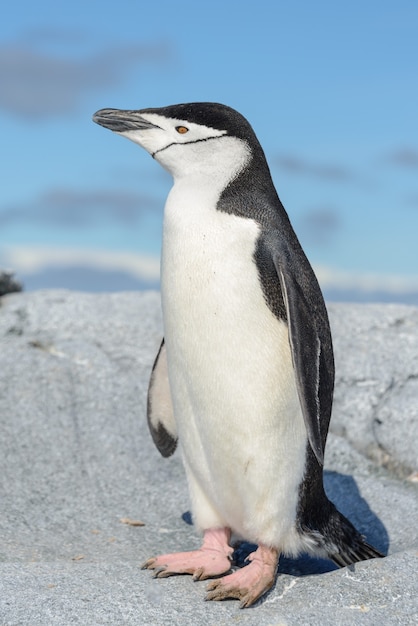 Pingüino de barbijo en la playa en la Antártida