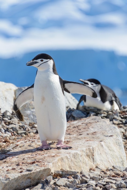 Pingüino de barbijo en la playa en la Antártida