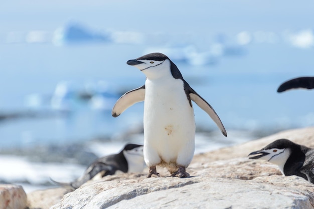 Pingüino de barbijo en la playa en la Antártida