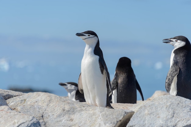 Pingüino de barbijo en la playa en la Antártida