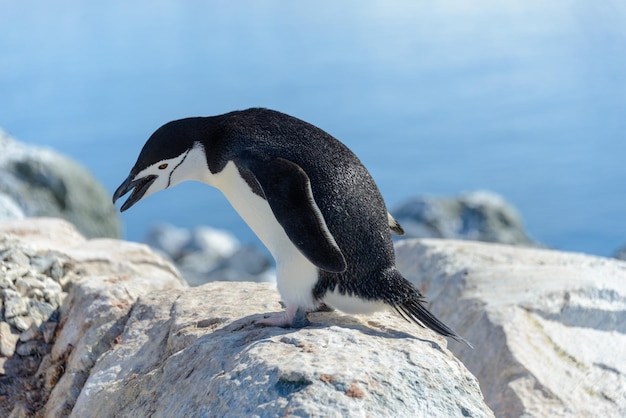 Pingüino de barbijo en la playa en la Antártida