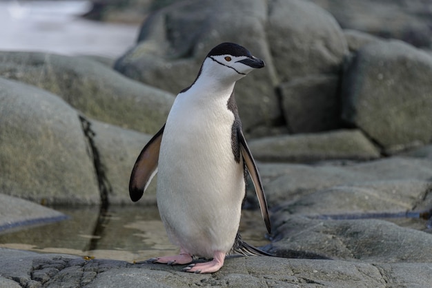 Pingüino de barbijo en la roca de cerca