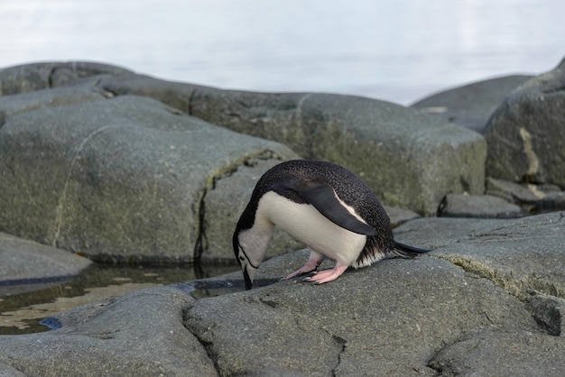 Pingüino de barbijo en la roca de cerca