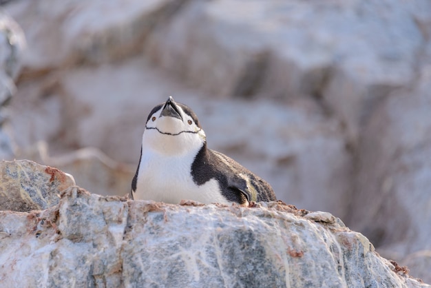 Pingüino de barbijo tendido sobre la roca en la Antártida