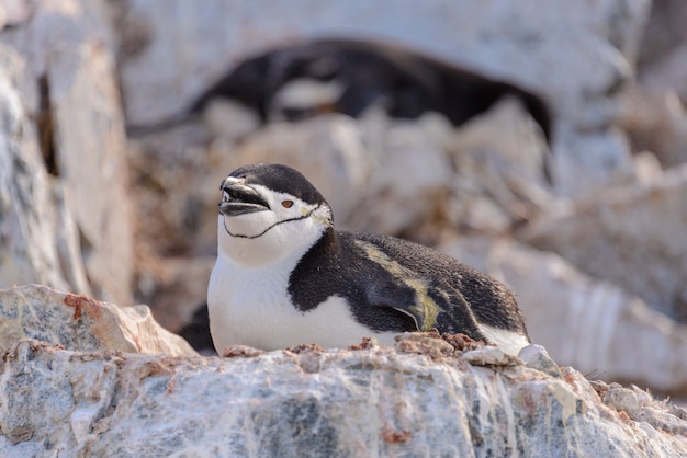 Pingüino de barbijo tendido sobre la roca en la Antártida