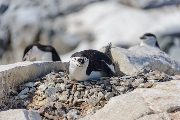 Pingüino de barbijo tendido sobre la roca en la Antártida