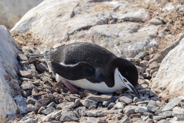 Pingüino de barbijo tendido sobre la roca en la Antártida