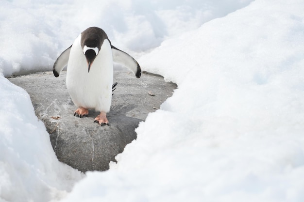 Foto el pingüino caminando en medio de la nieve