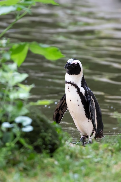 Pingüino en un claro