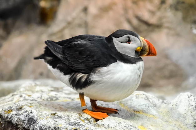 Pingüino de color blanco y negro en un lugar frío