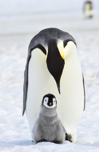 Pingüino emperador con pollito