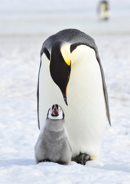 Pingüino emperador con pollito