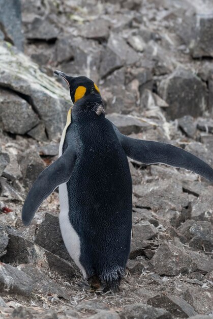 Pingüino emperadorAptenodytes forsteri en la isla Port Lockroy Goudier Antártica