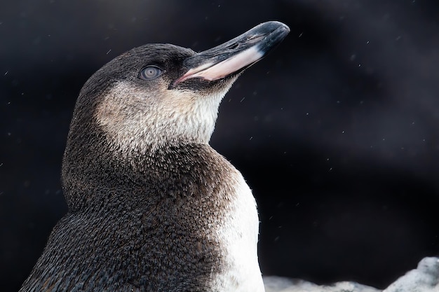 Pingüino de Galápagos juvenil