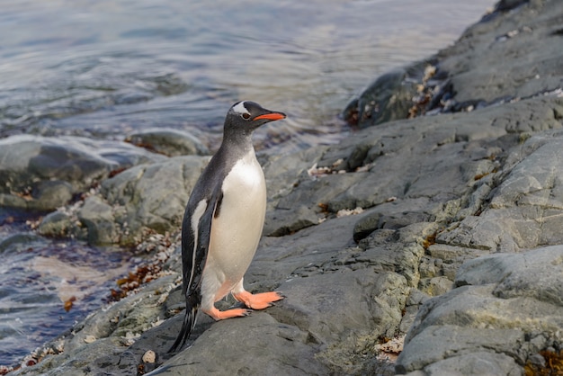 Pingüino Gentoo en agua