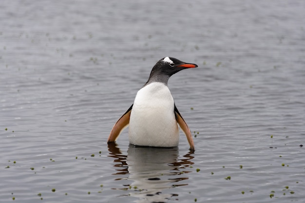 Pingüino Gentoo en agua