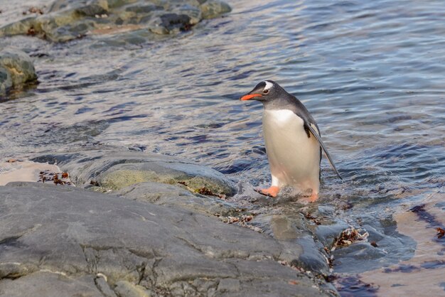 Pingüino Gentoo en agua