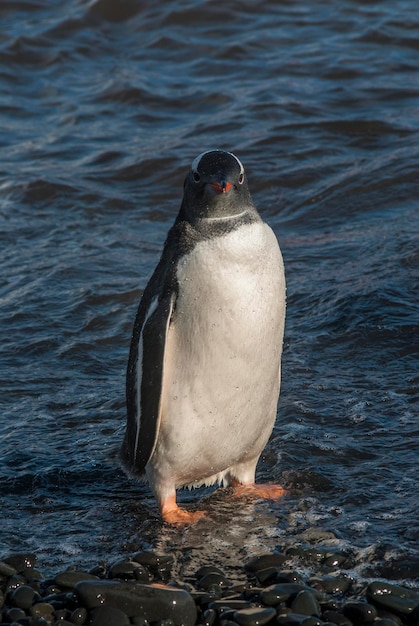 Pingüino Gentoo en la Antártida