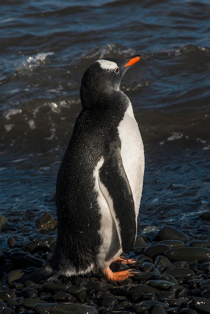 Pingüino Gentoo en la Antártida