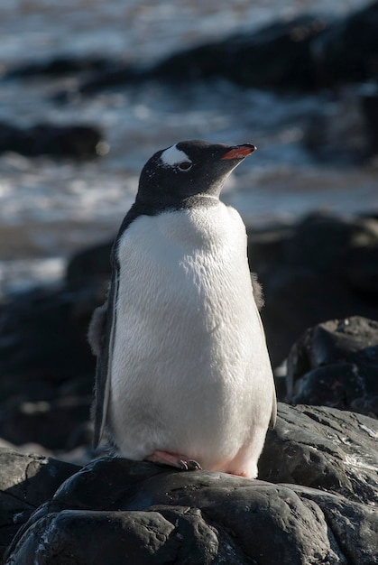 Pingüino Gentoo en la Antártida