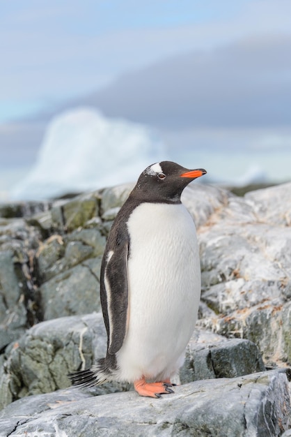 Pingüino Gentoo en la nieve en la Antártida