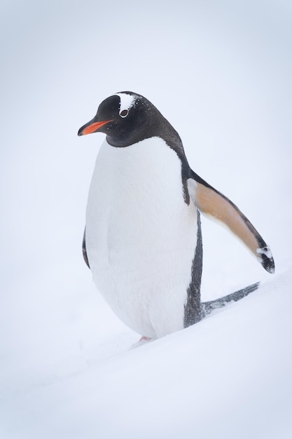 El pingüino Gentoo de pie en una ladera en la nieve