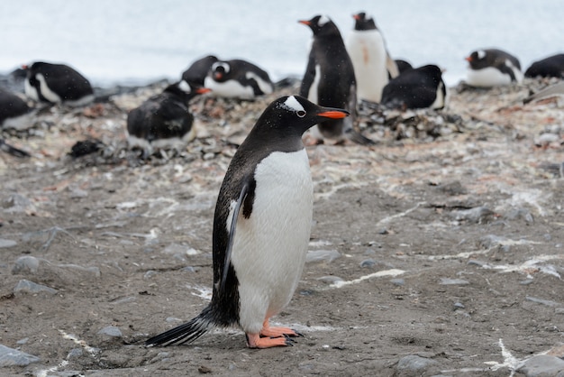 Pingüino Gentoo en la playa