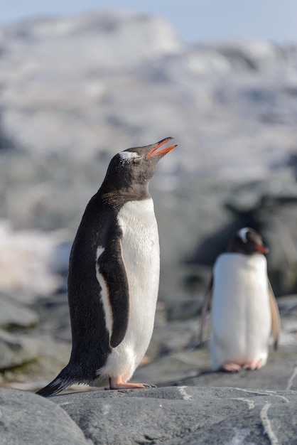 Pingüino Gentoo sobre roca en la Antártida