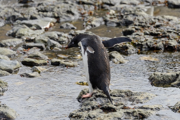 Pingüino Gentoo yendo a la playa en la Antártida