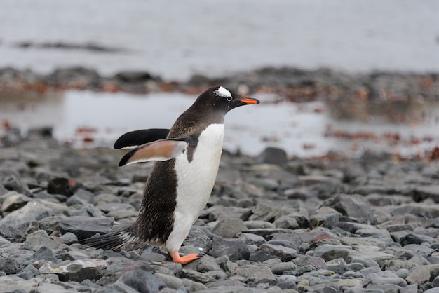 Pingüino Gentoo yendo a la playa